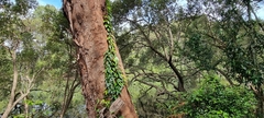 Parsonsia