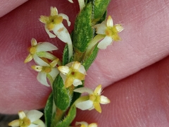 Struthiola striata