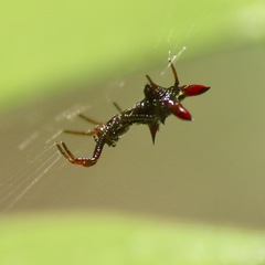 Micrathena sagittata