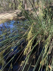 Juncus usitatus
