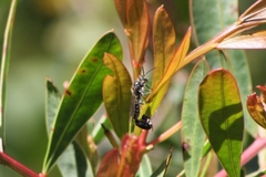 Thynnoidea