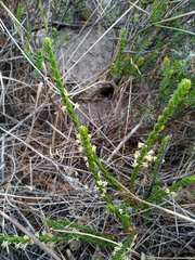 Struthiola striata