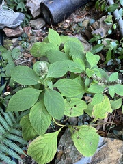 Comanthosphace formosana