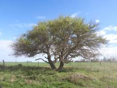 Prosopis caldenia