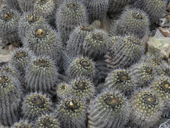 Copiapoa gigantea
