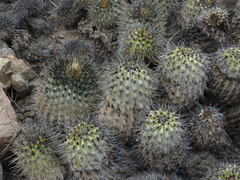 Copiapoa gigantea