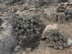 Copiapoa gigantea