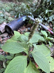 Comanthosphace formosana