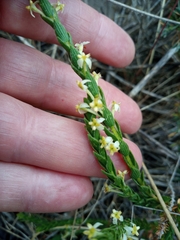 Struthiola striata