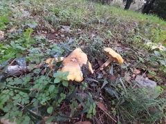 Armillaria cepistipes