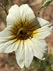 Salpiglossis sinuata