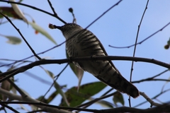 Chrysococcyx lucidus