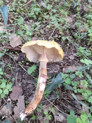 Armillaria cepistipes