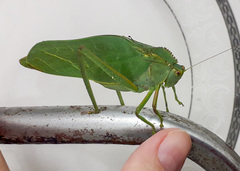 Steirodon