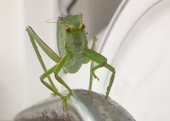 Steirodon