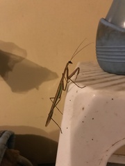 Tenodera australasiae