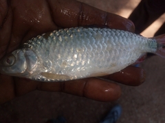 Characiformes