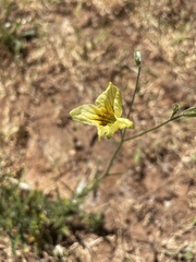 Salpiglossis sinuata