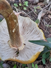 Armillaria cepistipes