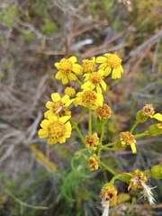 Senecio burchellii