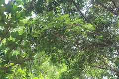 Lithocarpus konishii