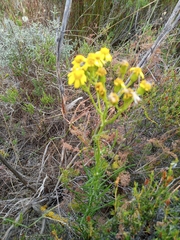 Senecio burchellii