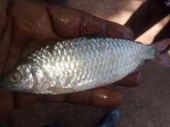 Characiformes
