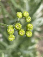 Senecio pterophorus