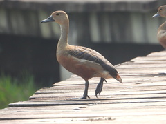 Dendrocygna javanica