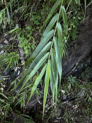 Arundo formosana