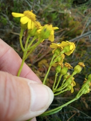 Senecio burchellii