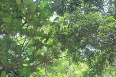 Lithocarpus konishii