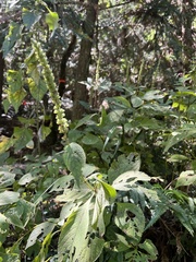 Comanthosphace formosana