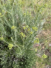 Senecio pterophorus