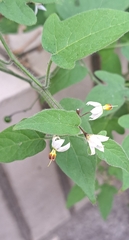 Solanum lyratum
