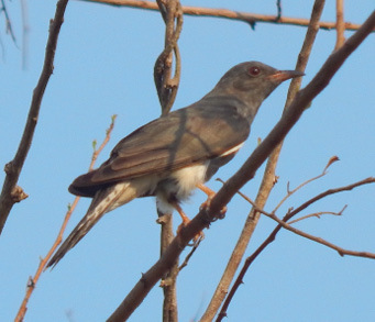 Grey-bellied Cuckoo / சாம்பல் வயிற்று குயில் / Sambal vayitru kuyil ...