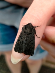 Neumichtis nigerrima