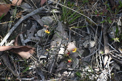 Dillwynia phylicoides