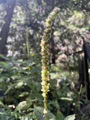 Comanthosphace formosana