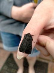 Neumichtis nigerrima