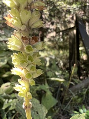 Comanthosphace formosana