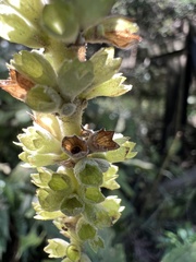 Comanthosphace formosana