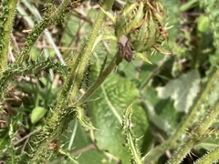 Spilostethus rivularis