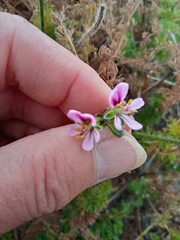 Pelargonium hirtum