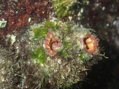 Pyura praeputialis