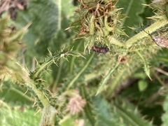 Spilostethus rivularis