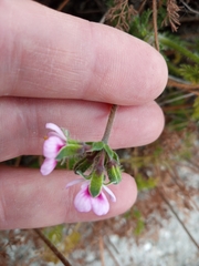 Pelargonium hirtum