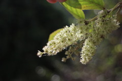 Homalium cochinchinense