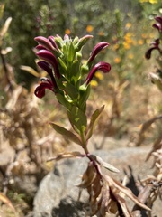 Lobelia polyphylla