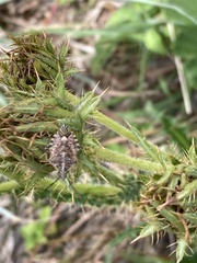 Agonoscelis versicoloratus